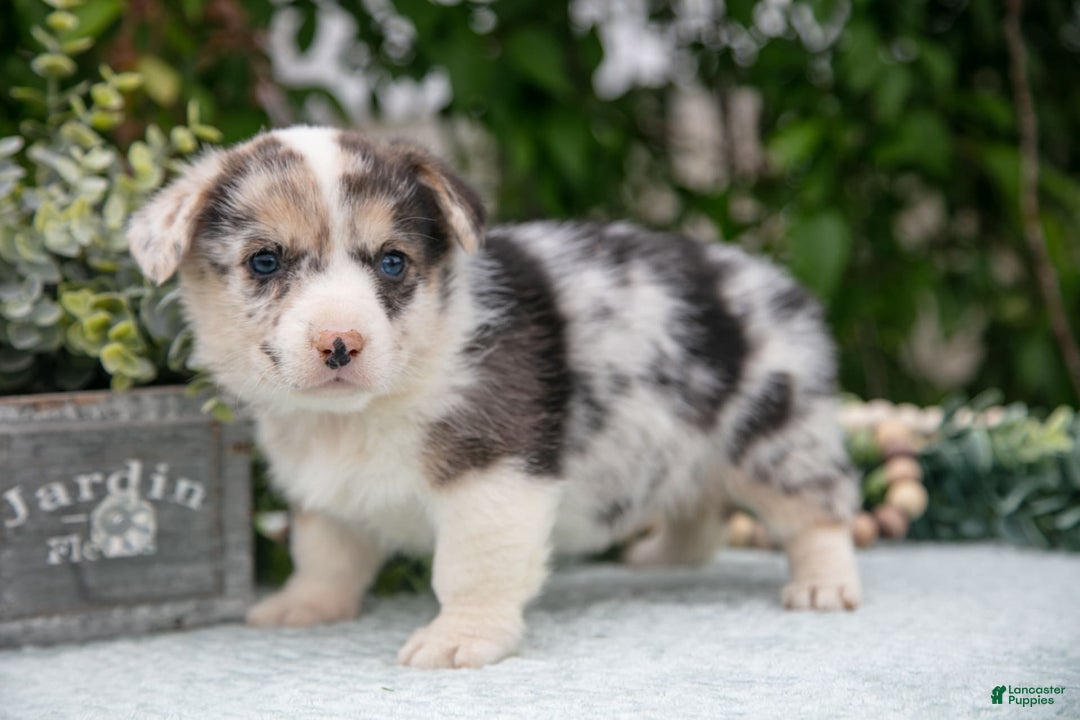 Welsh Corgi Pembroke dogs for sale: Luna - Image 1