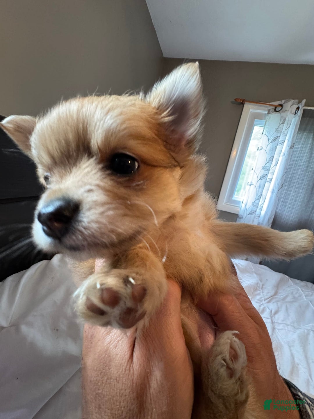Pomeranian dogs for sale: Jill - Image 6