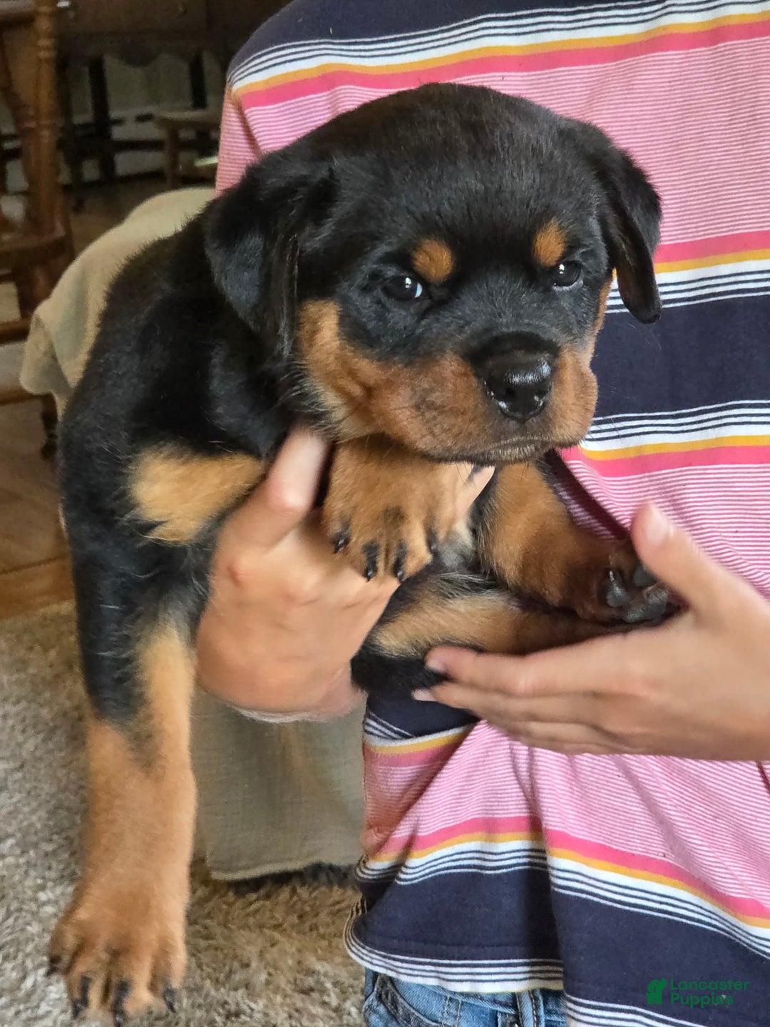 Rottweiler dogs for sale: Miss Green - Image 4
