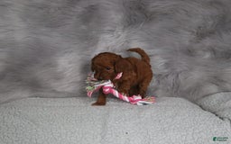 Mini Goldendoodle dogs for sale: Cori - Image 5