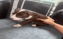 American Bully dogs for sale: Doppel - Image 3