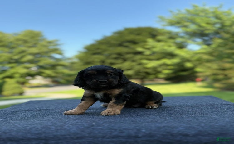 Cavalier King Charles Spaniel dogs for sale - Ad 2