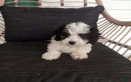 Havapoo dogs for sale: Bobby - Image 2