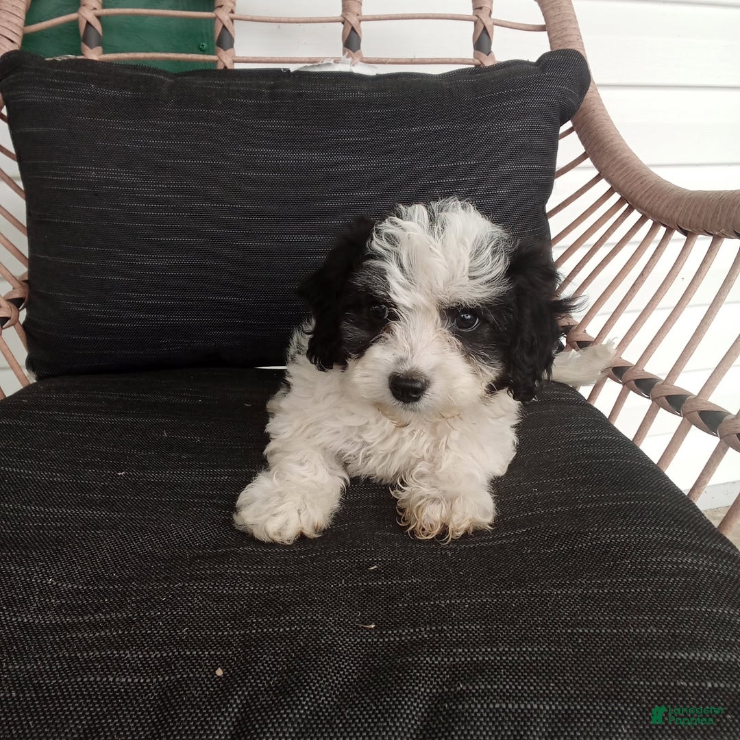 Havapoo dogs for sale: Bobby - Image 2