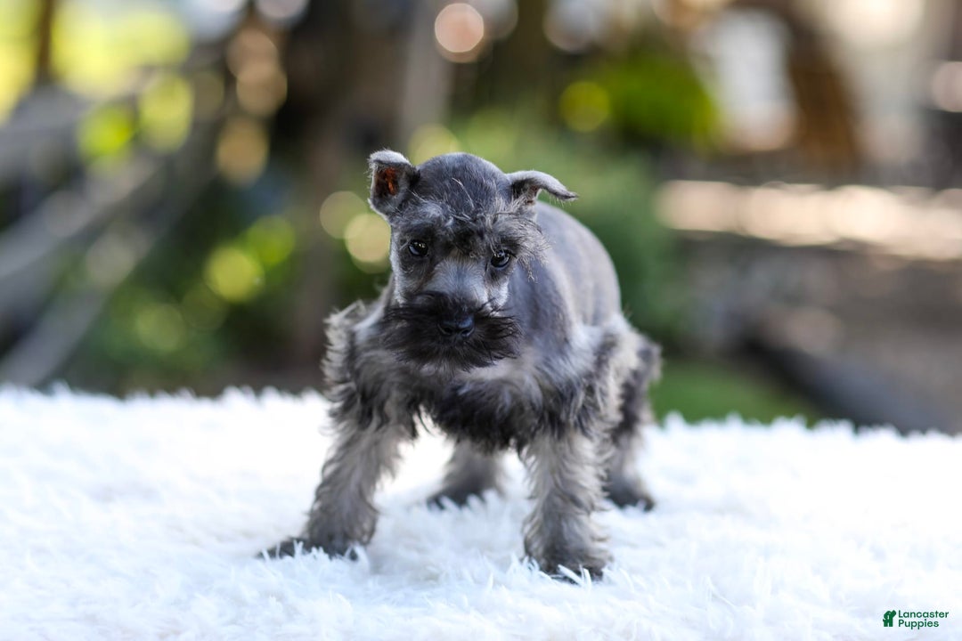 Miniature Schnauzer dogs for sale: Bentley - Image 3