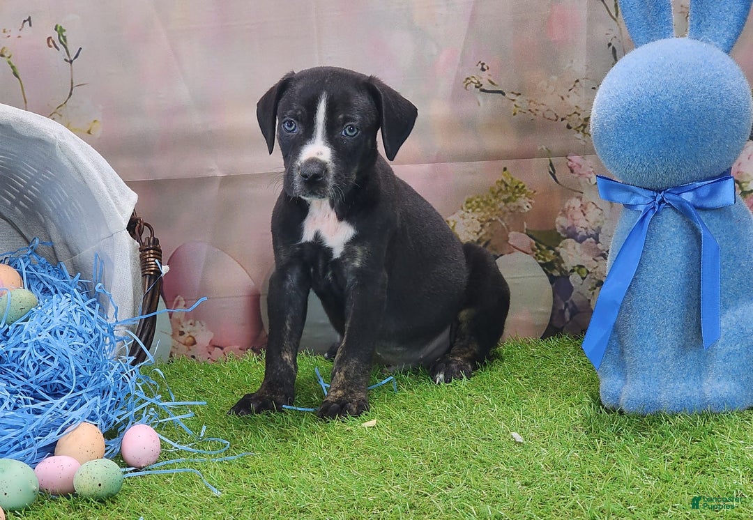 Catahoula Leopard Dog dogs for sale: Juliet 2025 M4 Catahoula Puppy - Image 6