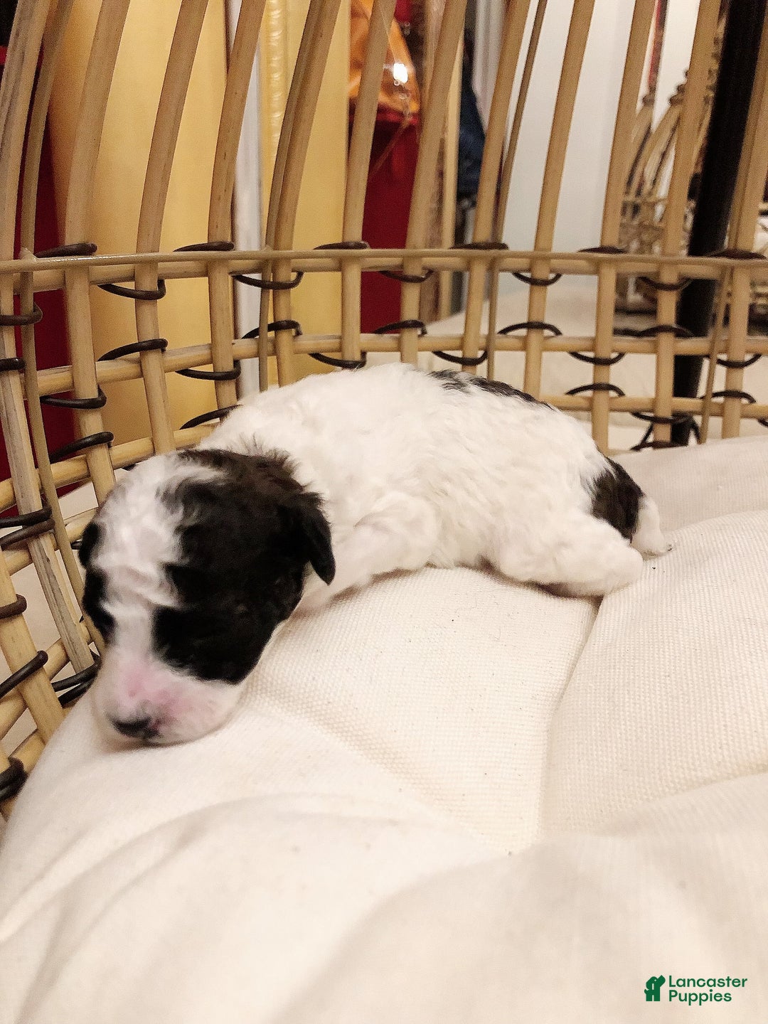 Toy Poodle dogs for sale: Mark Antony - Image 1