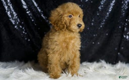 Mini Goldendoodle dogs for sale: Captain - Image 3