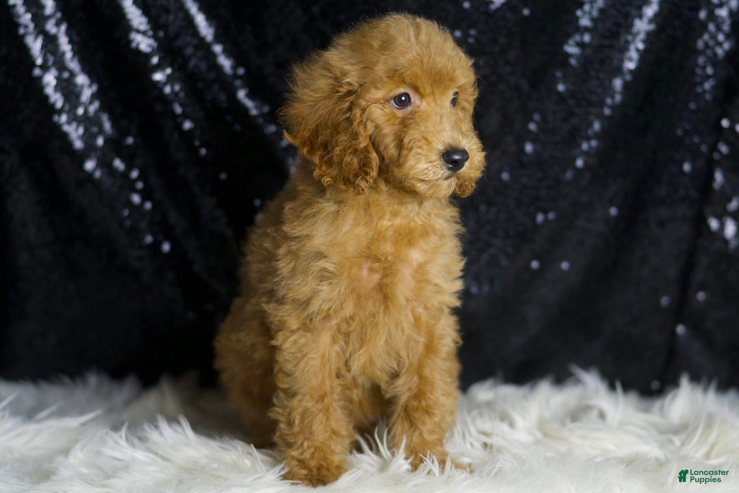 Mini Goldendoodle dogs for sale: Captain - Image 3