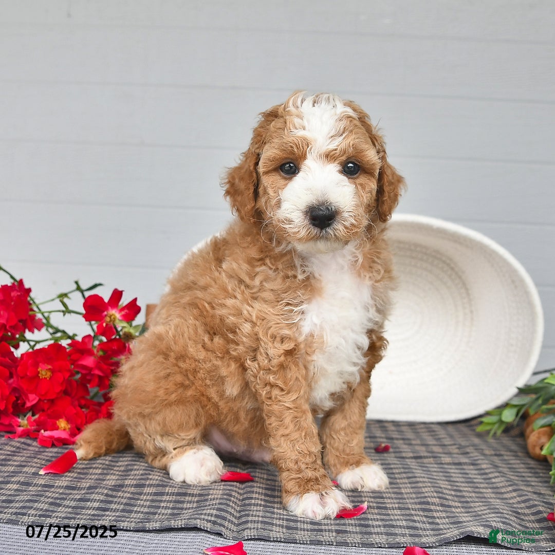Toy Poodle dogs for sale: Poochy - Image 3