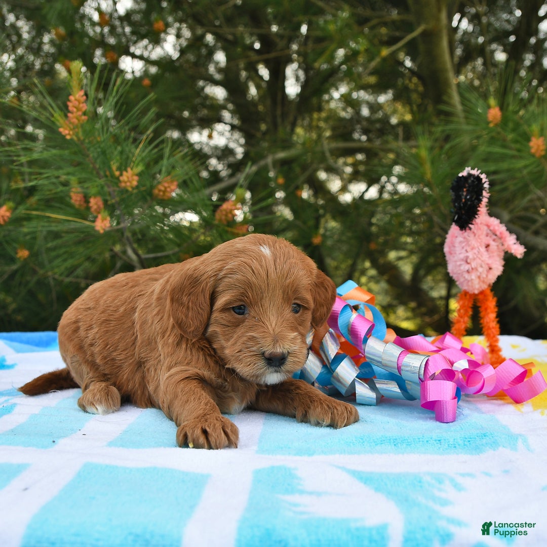 Mini Goldendoodle dogs for sale: Daisy - Image 20