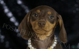 Miniature Dachshund dogs for sale: Bama - Image 1