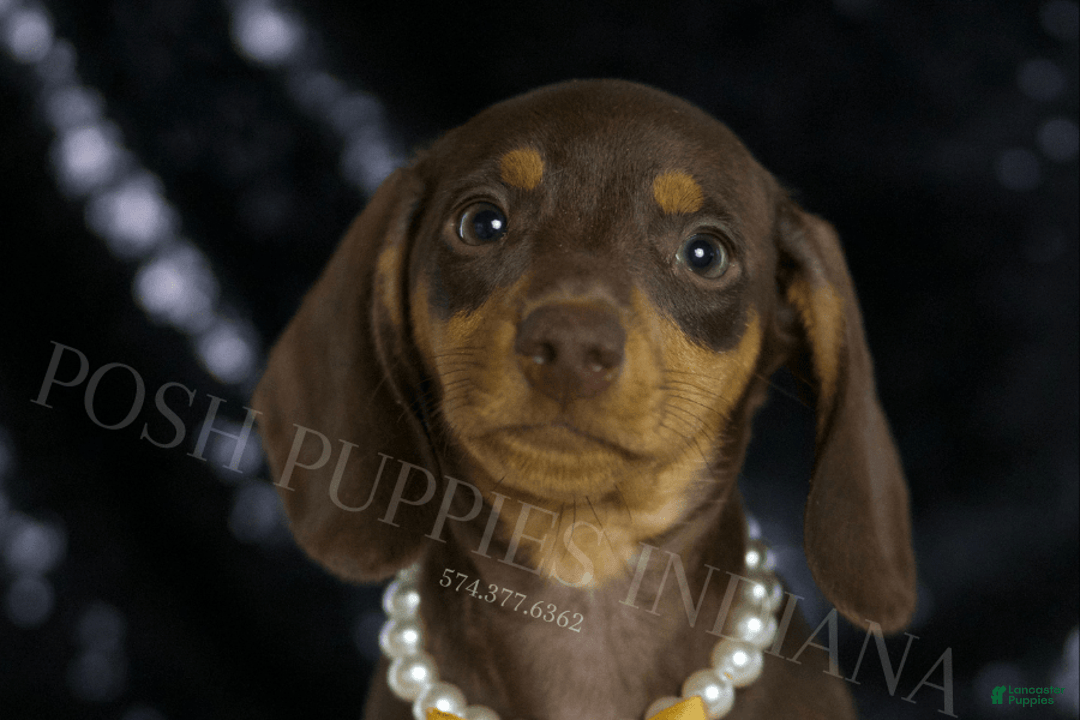 Miniature Dachshund dogs for sale: Bama - Image 1