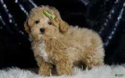 Maltipoo dogs for sale: Aspen - Image 2