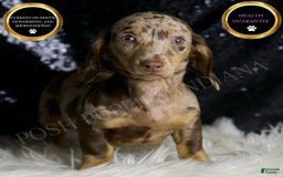 Miniature Dachshund dogs for sale: Piper - Image 1