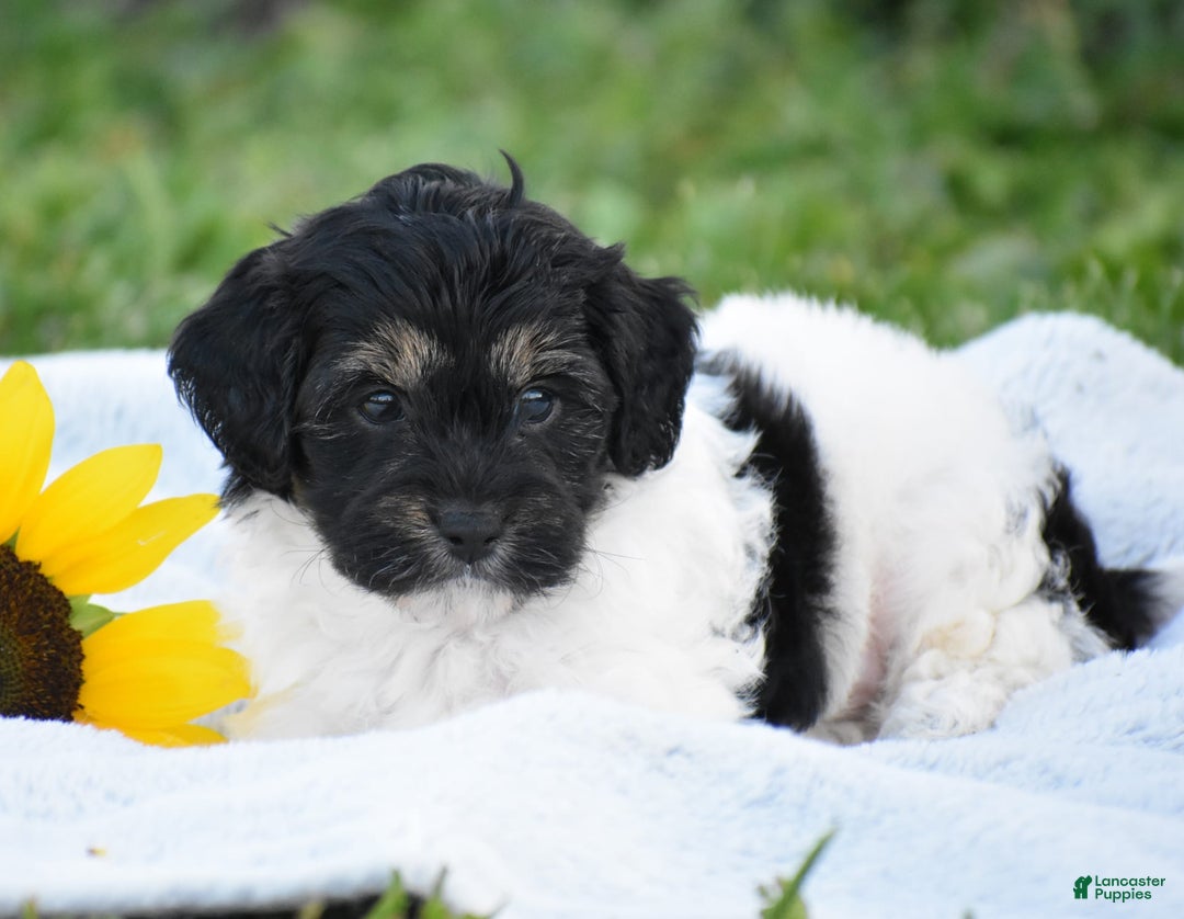 Yorkiepoo dogs for sale: Irish - Image 4