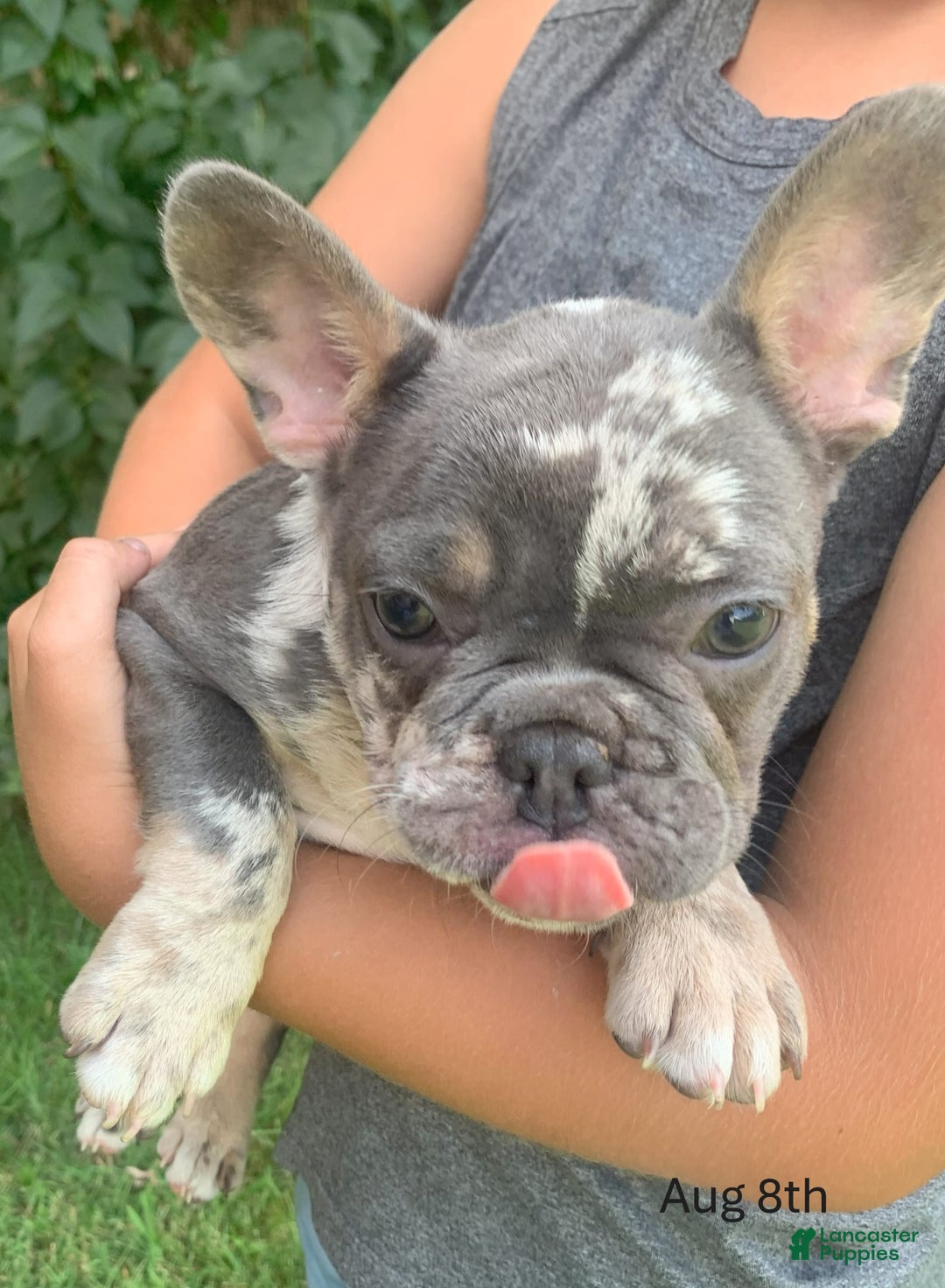 French Bulldog dogs for sale: Heathcliff - Image 1