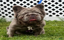 French Bulldog dogs for sale: Rome - Image 8