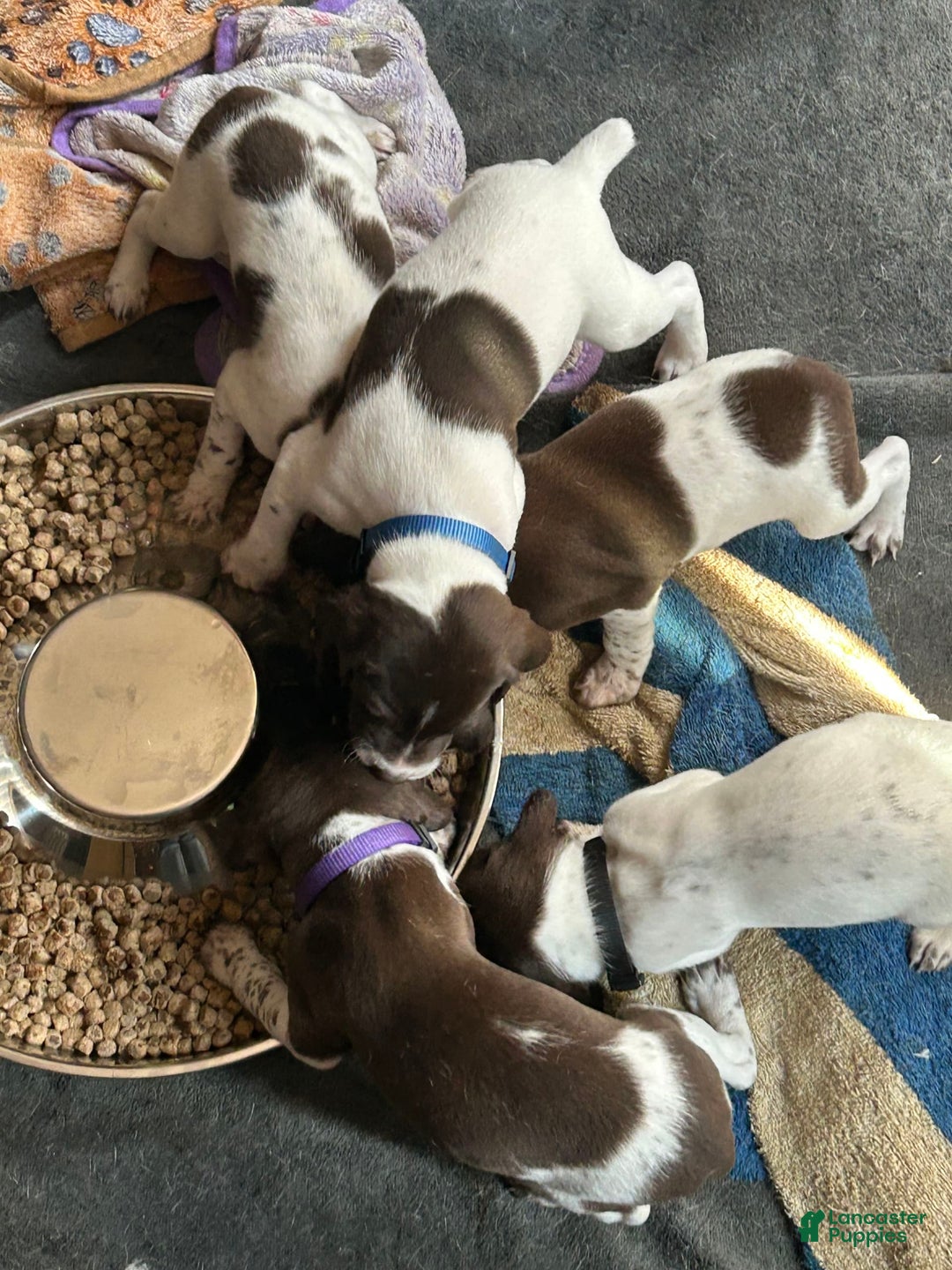 German Shorthaired Pointer dogs for sale: Black - Image 7