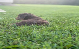 Aussiedoodle dogs for sale: Carter - Image 11