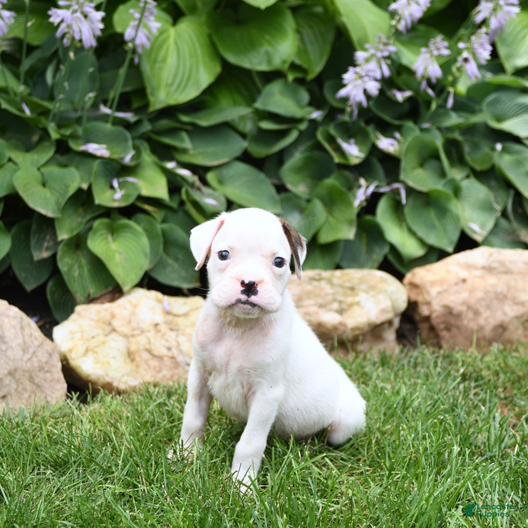 Boxer dogs for sale: Domino - Image 2