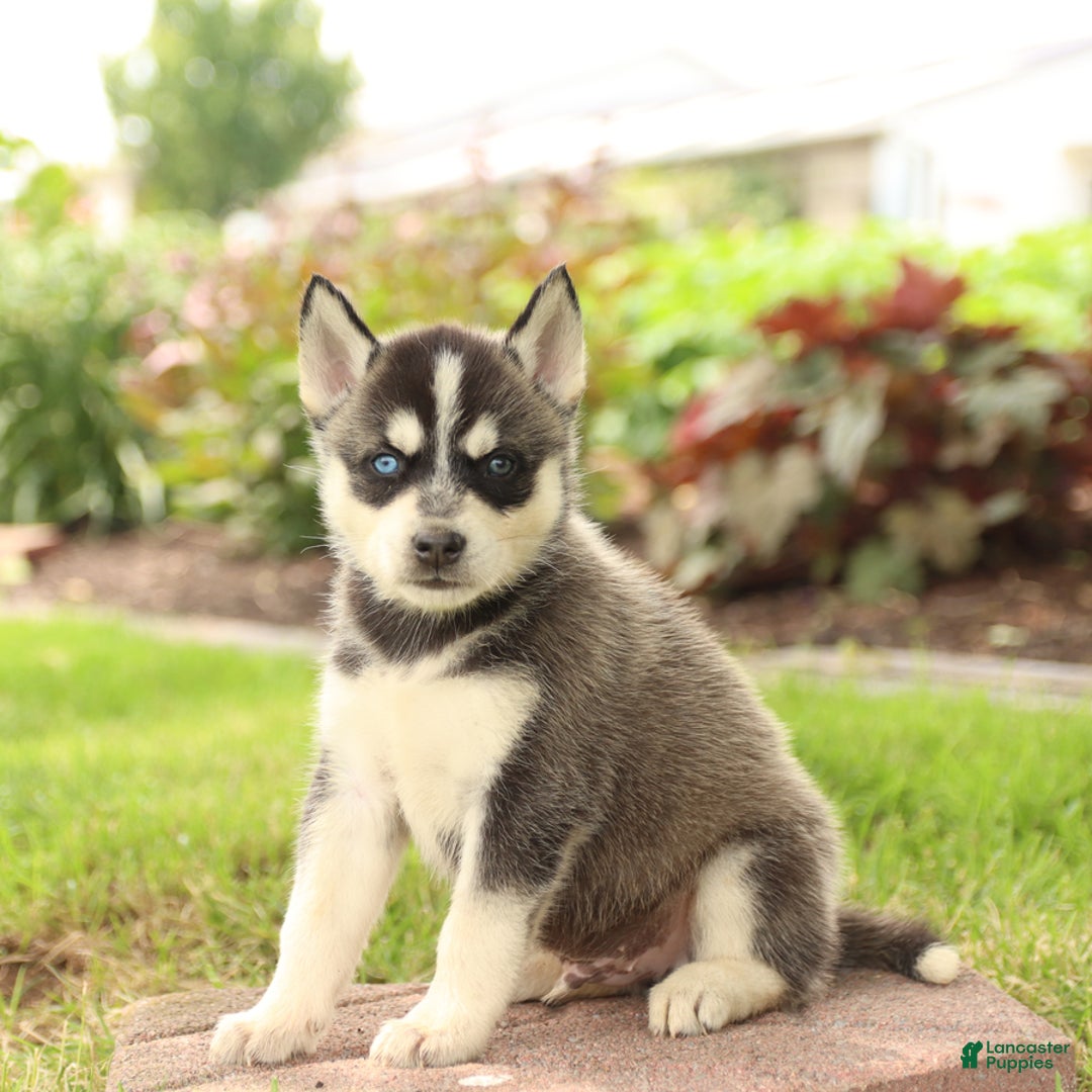 Gerberian Shepsky dogs for sale: Tripp - Image 4