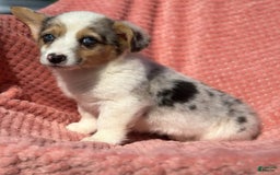 Welsh Corgi Pembroke dogs for sale: Carley - Image 1