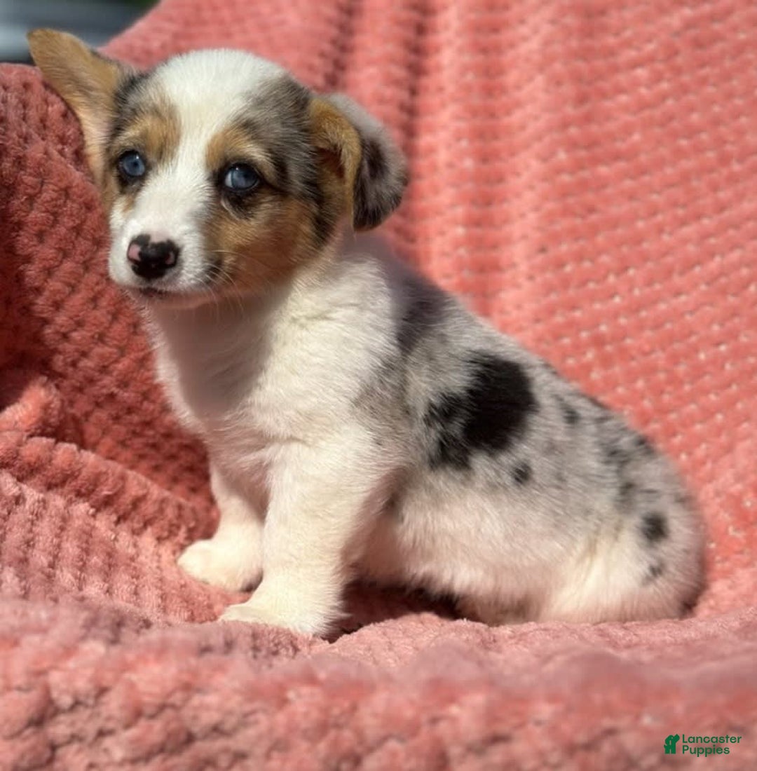 Welsh Corgi Pembroke dogs for sale: Carley - Image 1