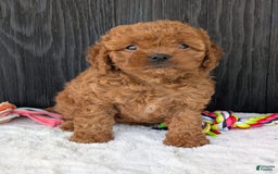 Cavapoo dogs for sale: Ginger - Image 8