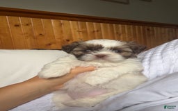 Shih Tzu dogs for sale: Rosie - Image 2