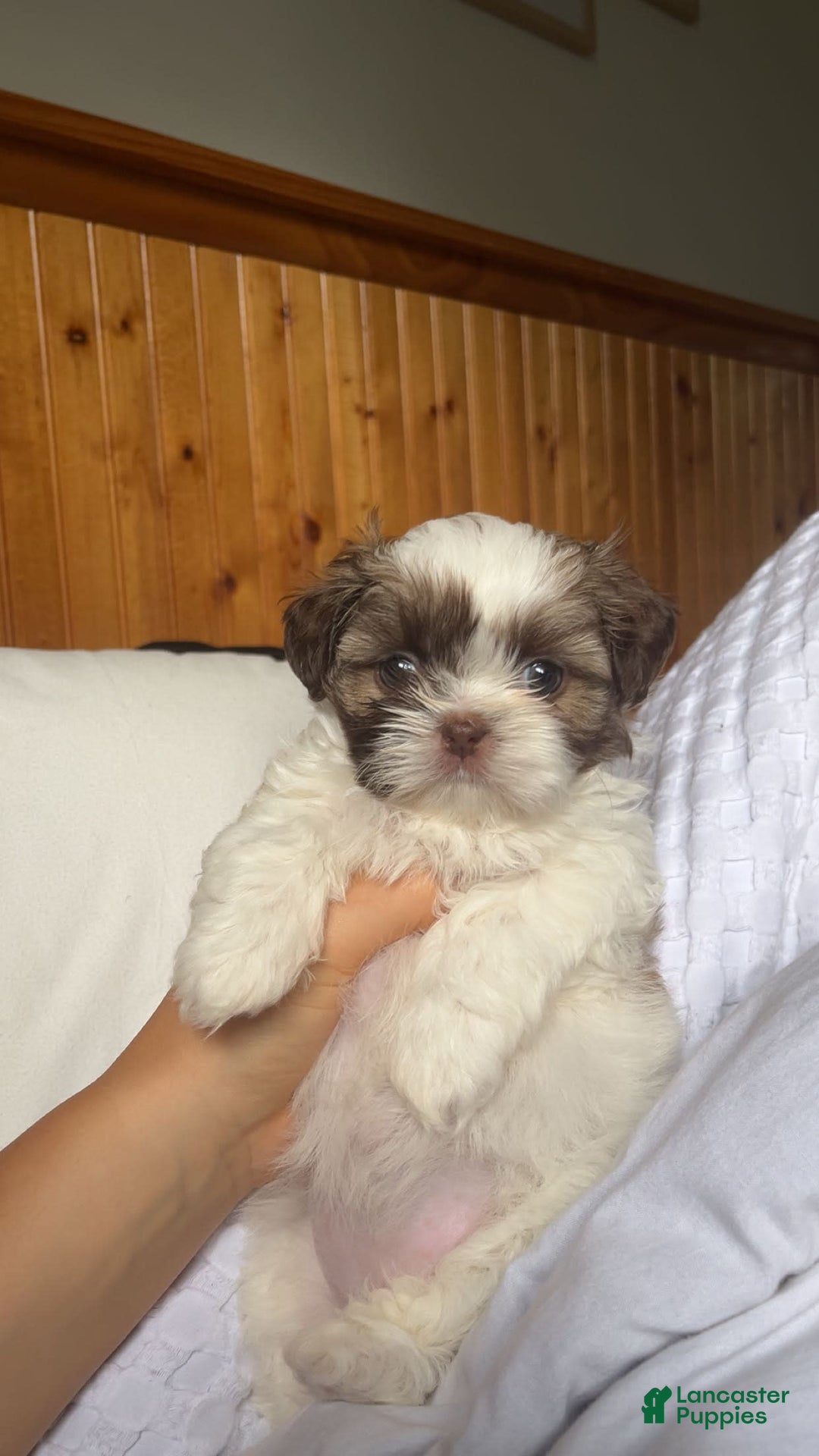 Shih Tzu dogs for sale: Rosie - Image 2