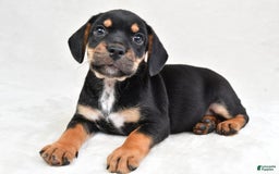 Beabull dogs for sale: Charlie - Image 7