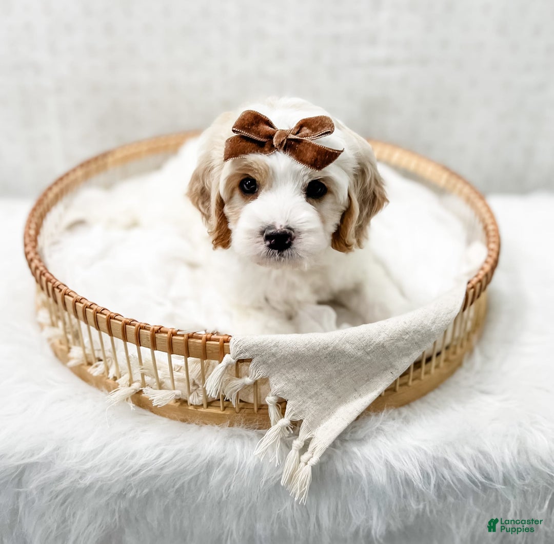 Cavapoo dogs for sale: Cavapoo 4 puppies - Image 12