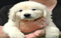 Golden Retriever dogs for sale: Maddie - Image 4