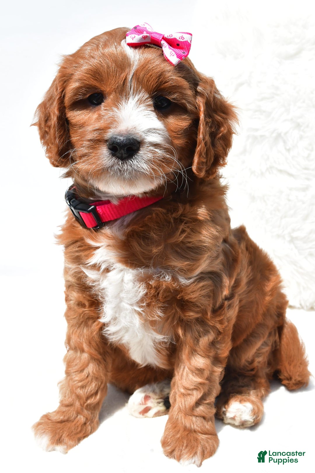 Mini Goldendoodle dogs for sale: Rosie - Image 2