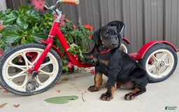 Doberman Pinscher dogs for sale: Max - Image 7