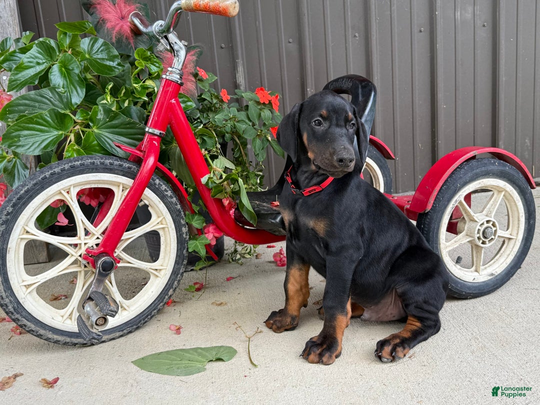 Doberman Pinscher dogs for sale: Max - Image 7