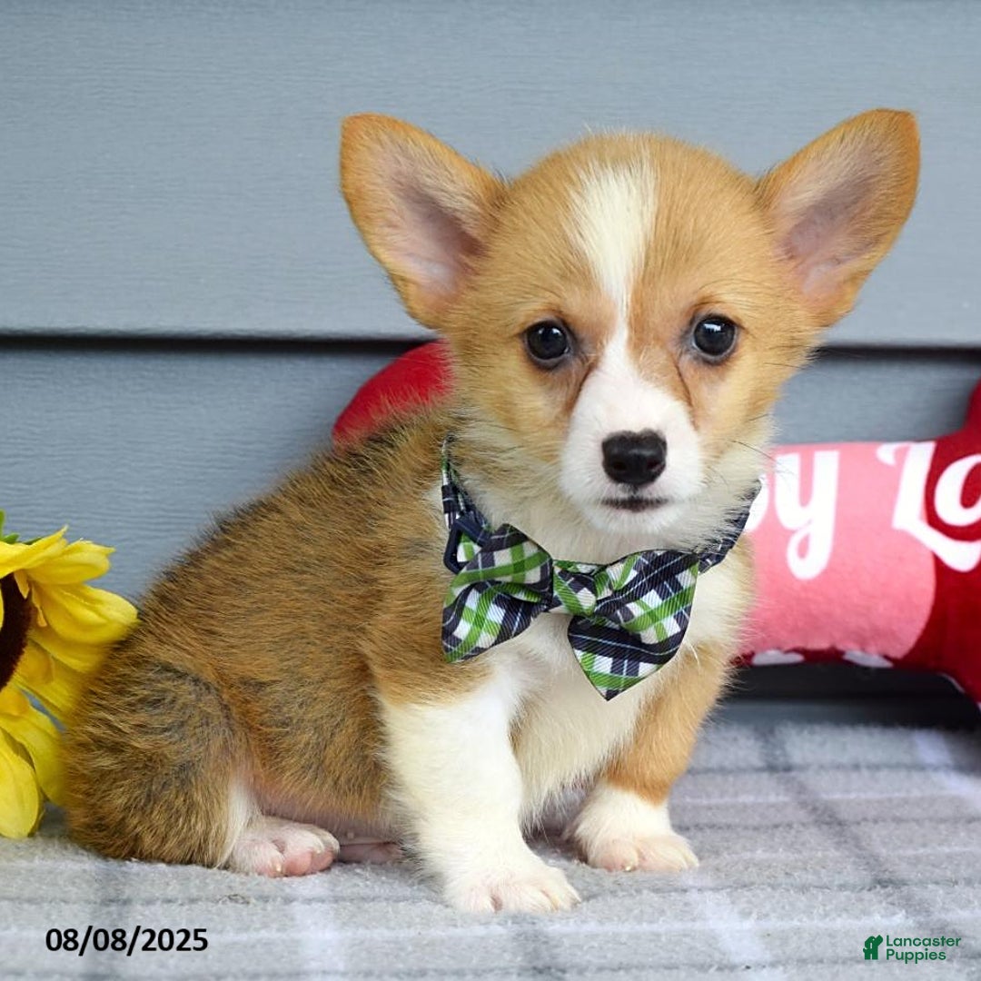 Welsh Corgi Pembroke dogs for sale: Zachary - Image 3