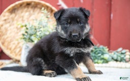German Shepherd dogs for sale: Scruffy - Image 1