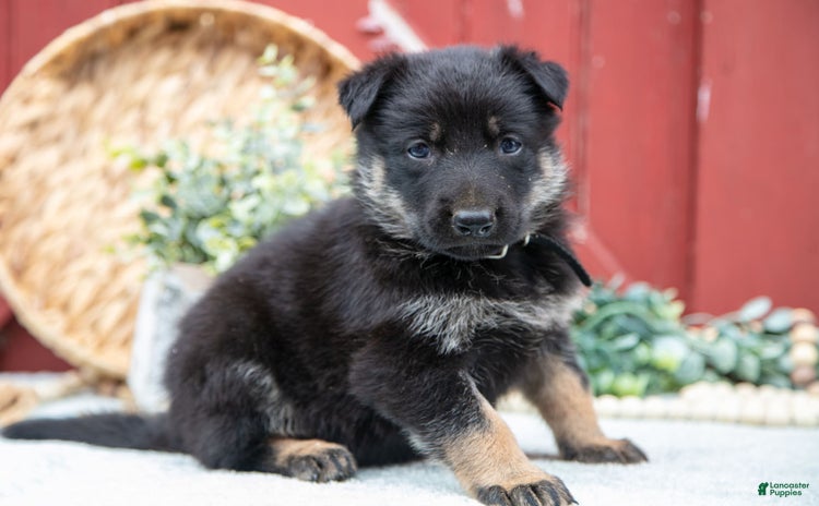 German Shepherd dogs for sale - Ad 2
