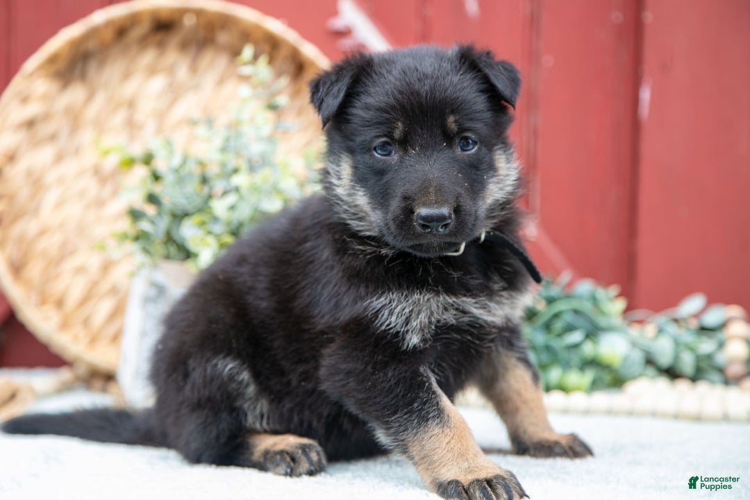 German Shepherd dogs for sale: Scruffy - Image 1