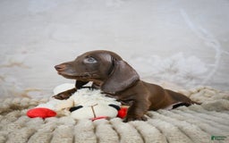 Miniature Dachshund dogs for sale: Duke - Image 5