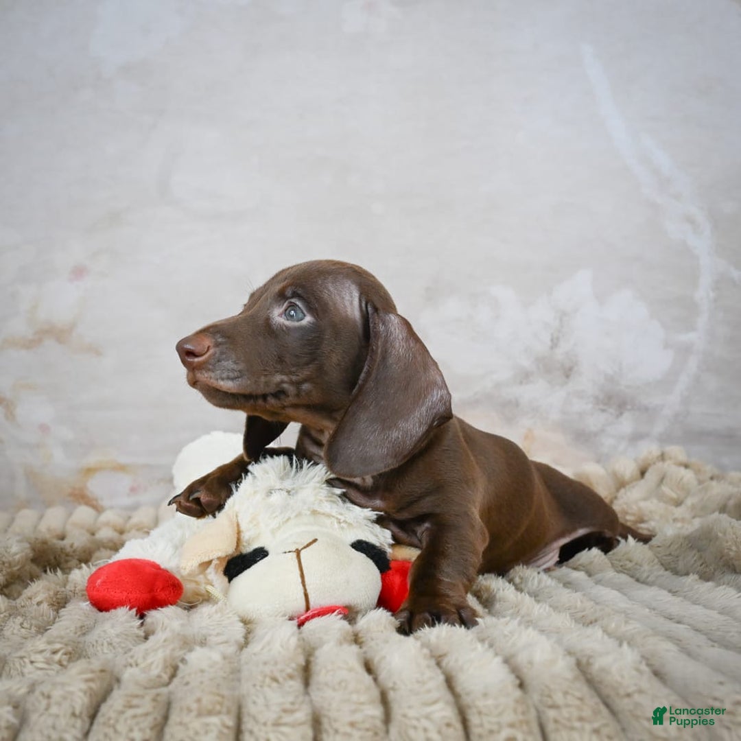 Miniature Dachshund dogs for sale: Duke - Image 5