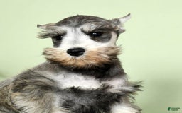 Miniature Schnauzer dogs for sale: Winston - Image 2