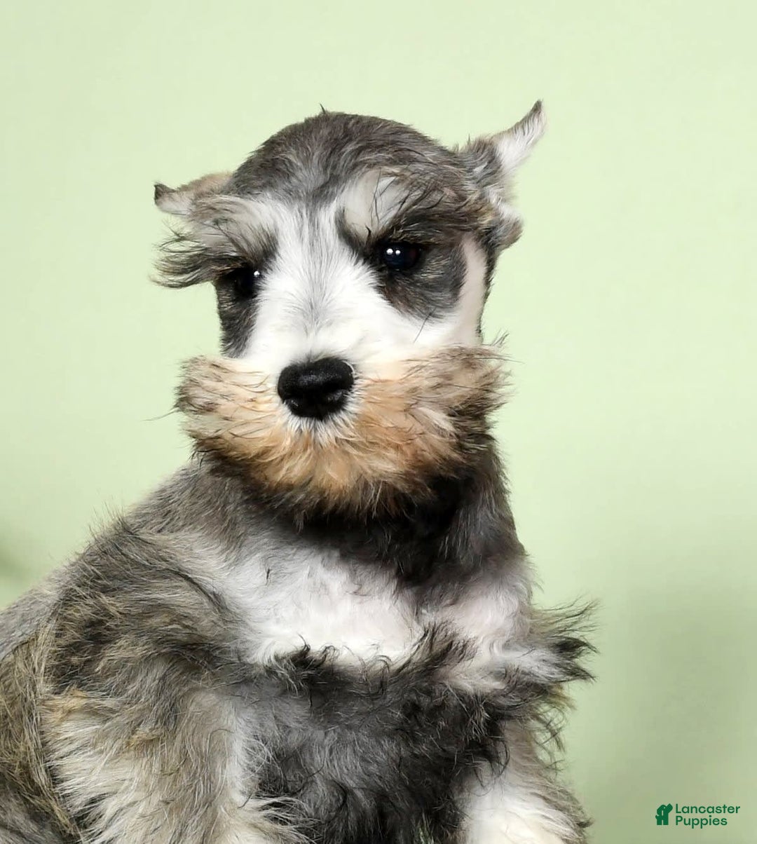 Miniature Schnauzer dogs for sale: Winston - Image 2