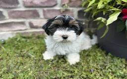 Yorkshire Terrier dogs for sale: Lola - Image 7