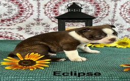 Boston Terrier dogs for sale: Eclipse - Image 3