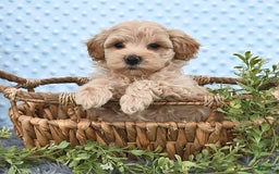 Havapoo dogs for sale: Belle - Image 7