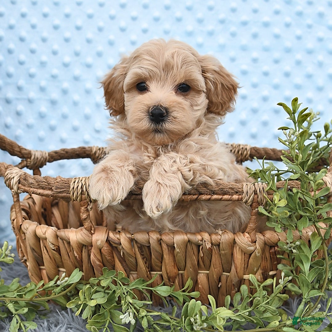 Havapoo dogs for sale: Belle - Image 7