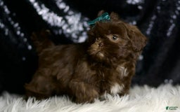 Shih Tzu dogs for sale: Peanut - Image 1